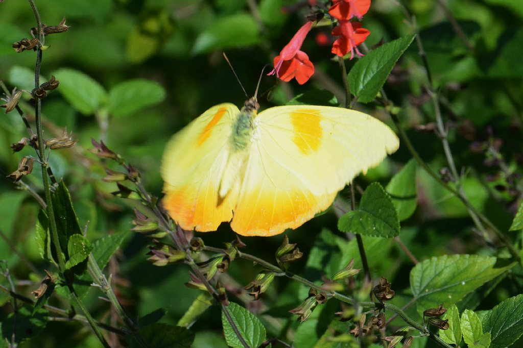 130 2015-01109466 Loxahatchee NWR, FL.JPG - Orange-barred Sulphur (Phoebis philea). Butterfly. Loxahatchee National Wildlife Refuge, FL, 1-10-2015